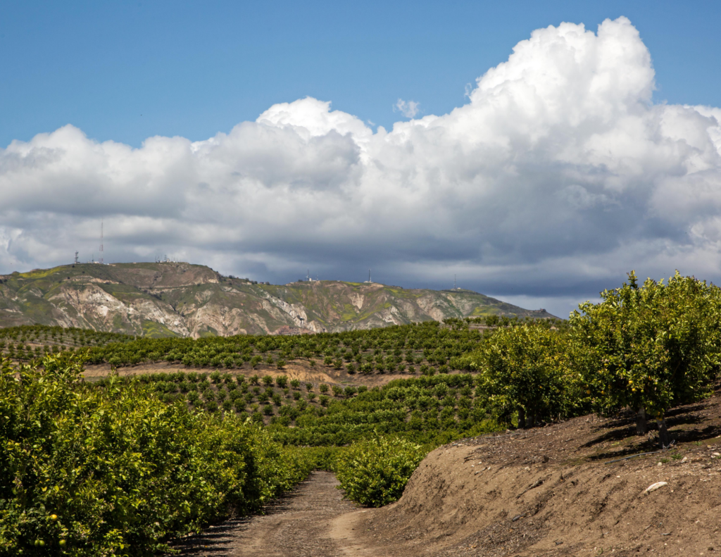 Lemon orchard