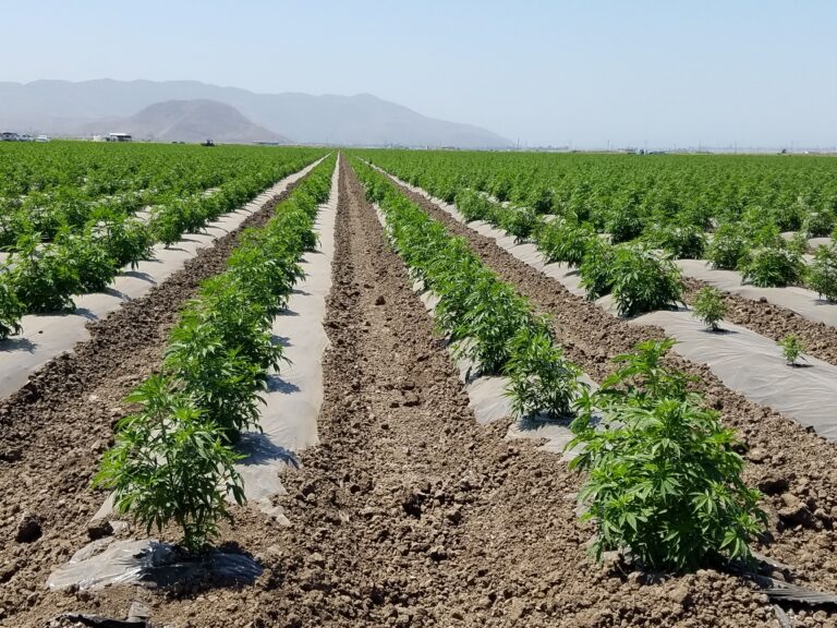 Hemp rows