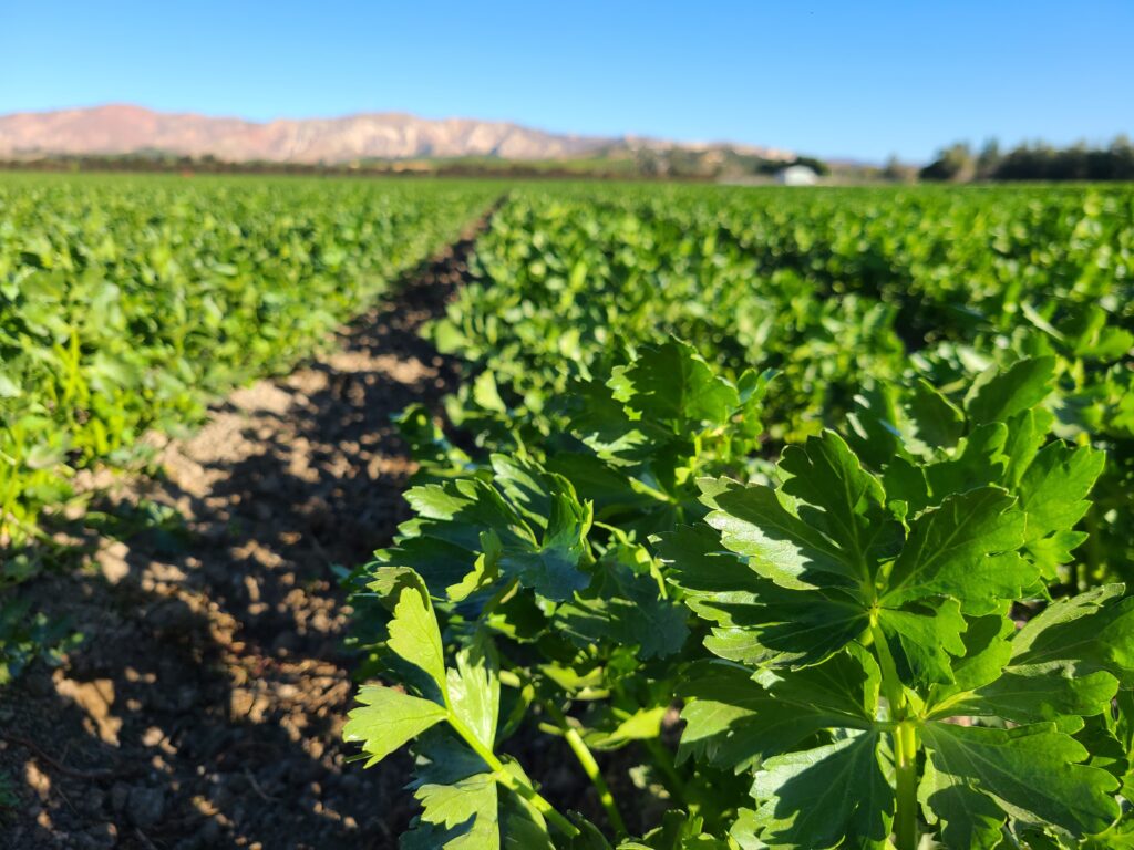Cilantro