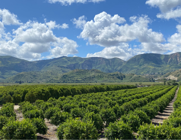 Lemon orchard