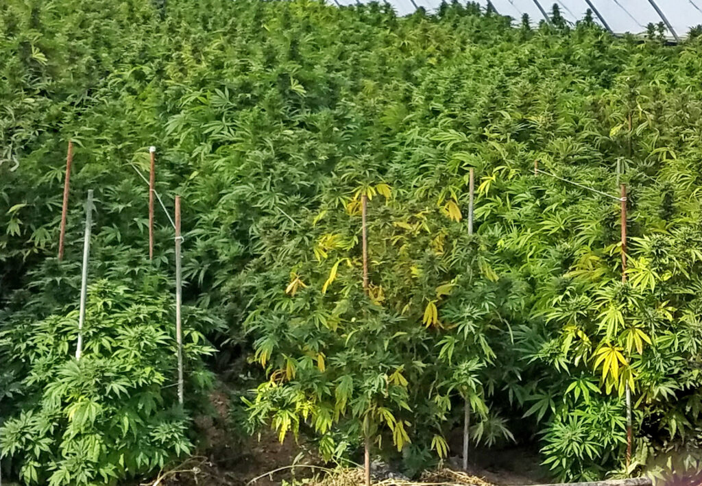 Hemp