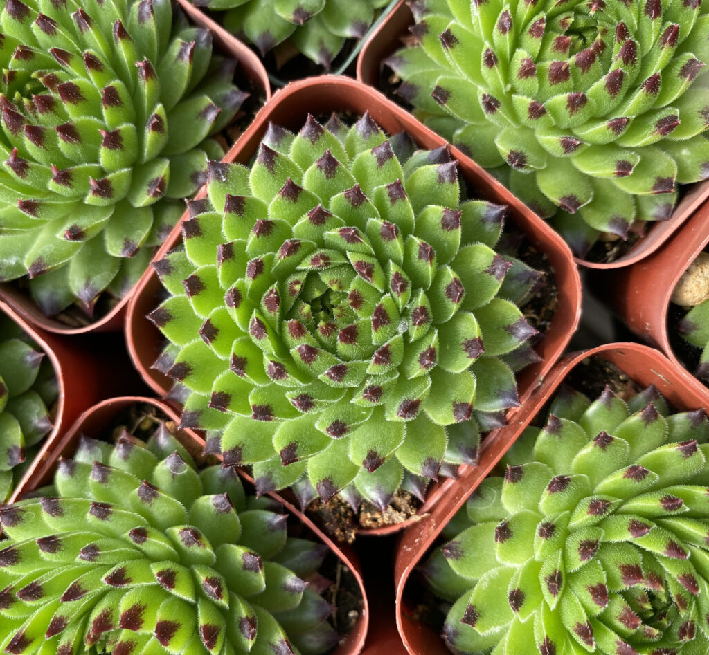 Succulents