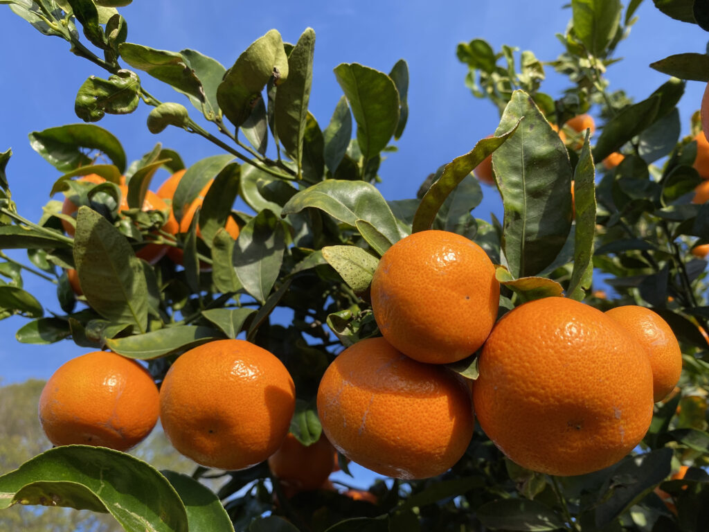 tangerines