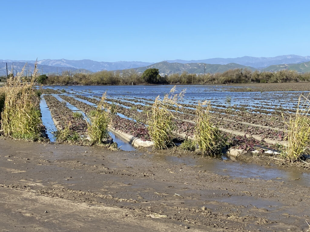Flooded field