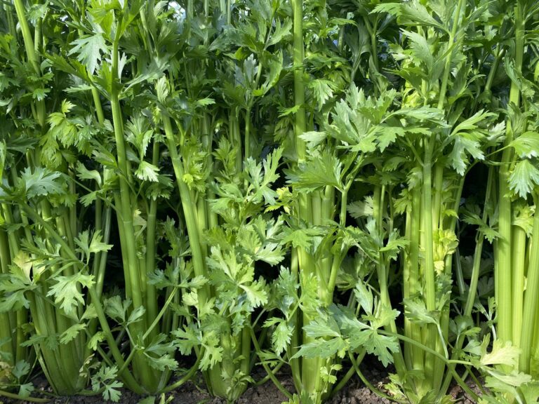 Celery