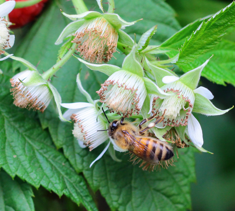 Bee