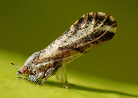 ACP