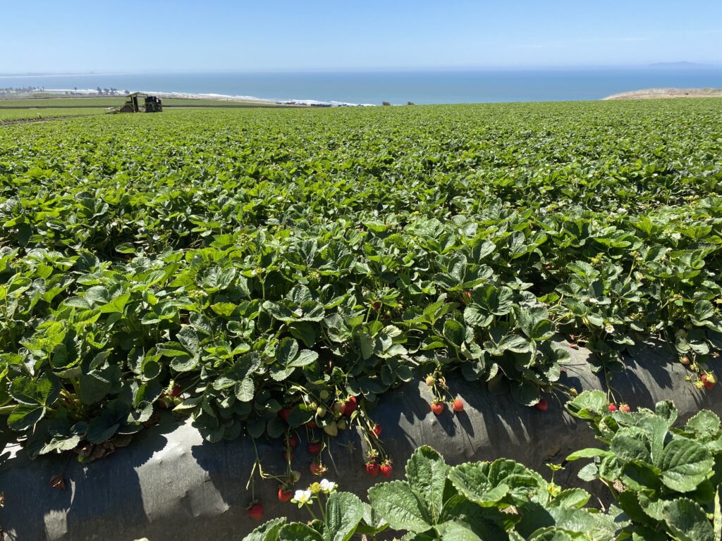 Strawberries above the ocean