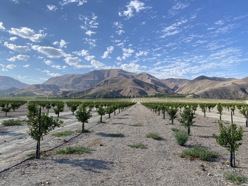 Young lemon orchard