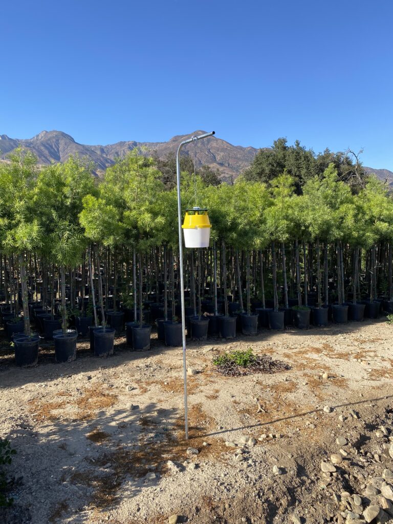 Bucket trap for box tree moth