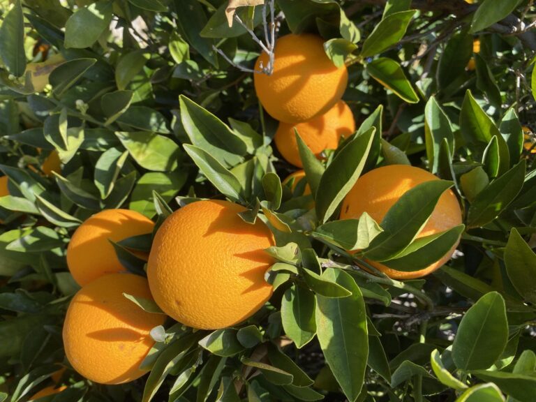 Oranges