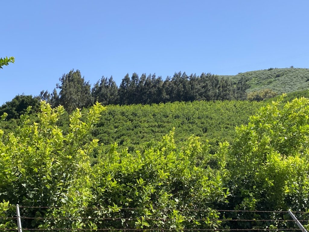 Orchard on the hill
