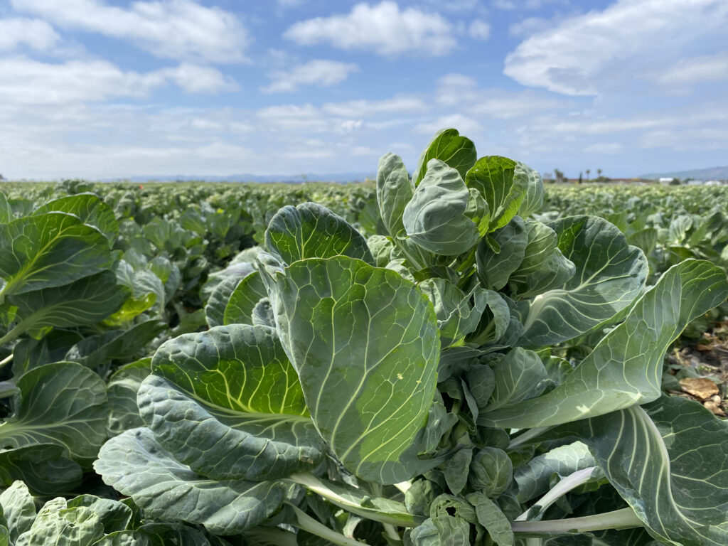 Growing brussel sprouts