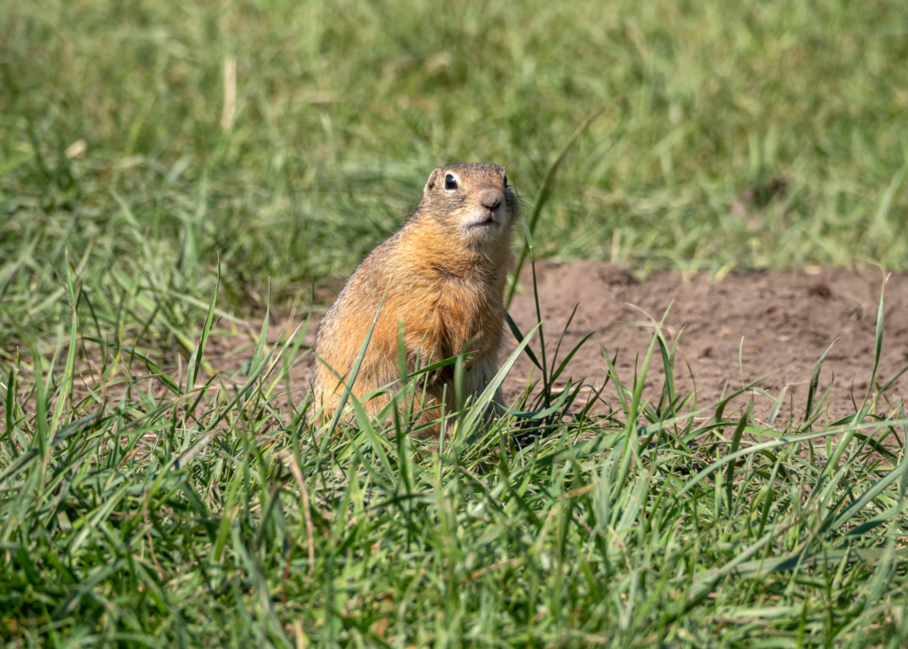Ground squirrel