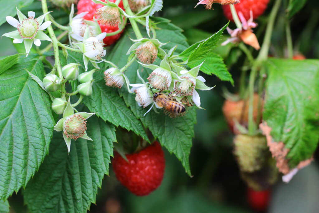 Bee & Raspberries